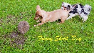 Такса играет с ёжиком. Смешное видео с таксой и ежом Такса играет с ёжиком. Смешное видео с таксой и ежом