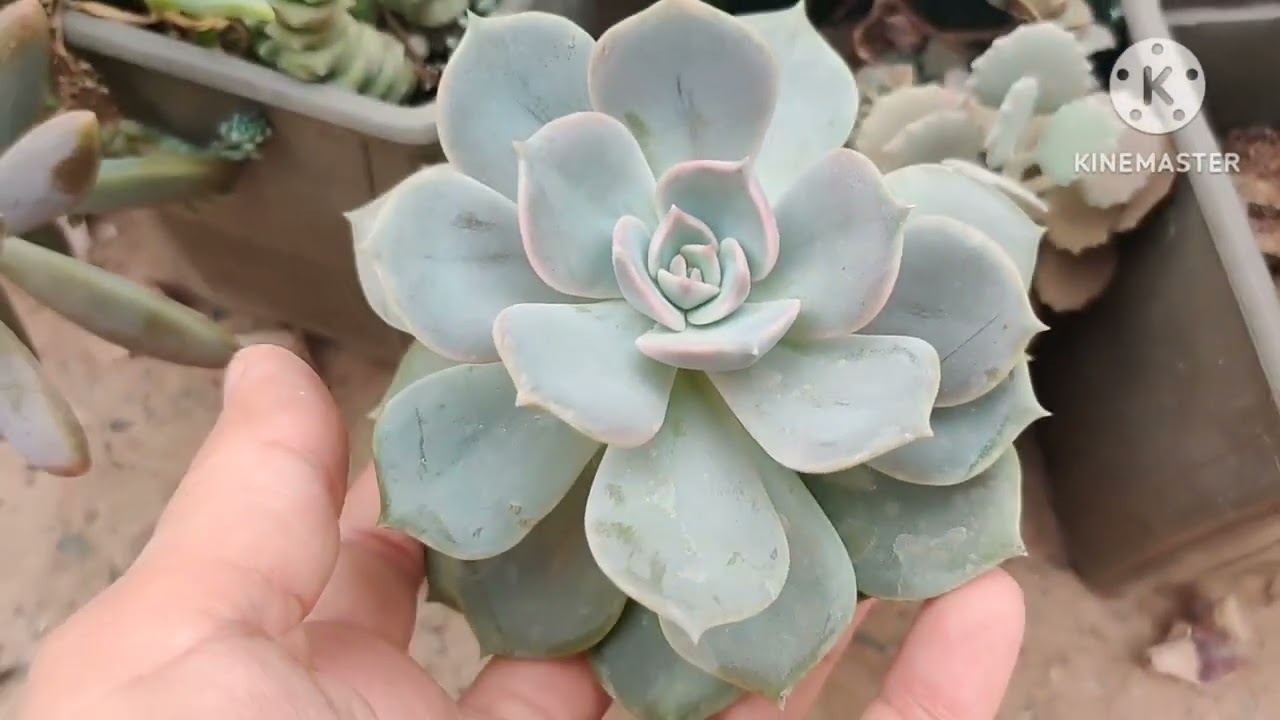 طريقة الاعتناء بالنباتات العصارية