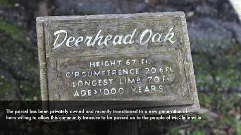 Charleston County Greenbelt Program - Deer Head Oak