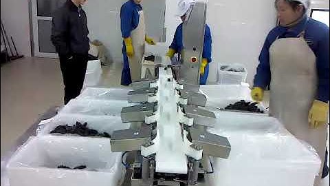 Sea cucumber weight sorting.Aquatic product weight sorting.Seafood sorting machine. Machine factory.