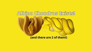 How to Prevent Tail Kinks in your Baby Green Trees & Emerald Tree Boas!  & The Only Known Albinos!