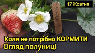 картинка: Коли перестаємо кормити полуницю 