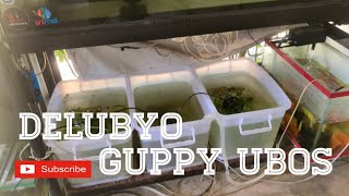 MY GUPPY TANKS | HOW TO CLEAN MEGABOX (HD) | V0478