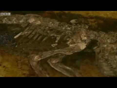 http://www.facebook.com/ScienceReason ... Missing Link In Human Evolution (Chapter 2): Most Complete Fossil In Primate Evolution Revealed. --- Please SUBSCRIBE to Science & Reason: ...