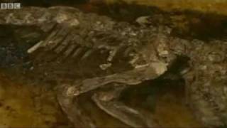Famous The Missing Link: Most Complete Fossil In Primate Evolution Profile