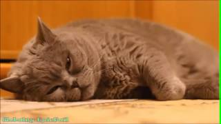 Смешные котята и котейки. Лучший юмор с домашними любимцами 2014