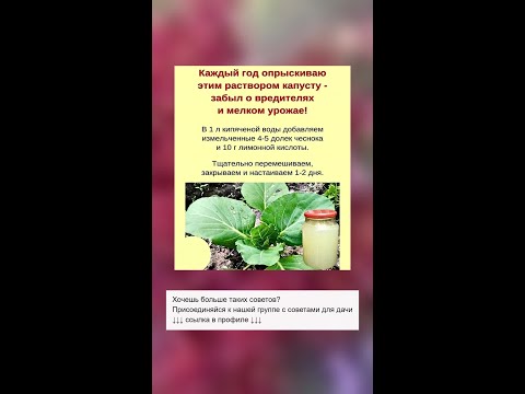 Уникальный способ защиты капусты