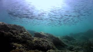Snorkelling in Mallorca with Albatros Diving
