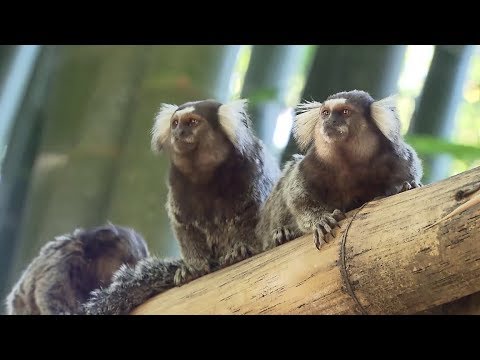 Macaco sagui brincando nos galhos das árvores