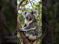 Curiosidades Animais - Coala