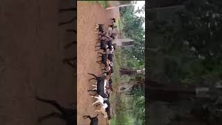 Black Bengal Goat For Sale #goat #boargoat #animals #boer #goatfarming #khasi #goatsale # Baripada