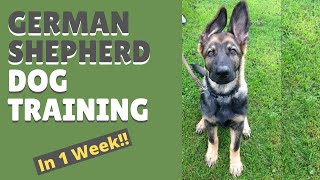 German Shepherd Dog Training and Mastering the Art of Attention in Only 1 Week