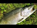 How to catch clean and cook salmon - salmon bait, rigs,  tips and techniques
