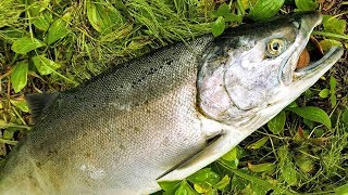 How to catch clean and cook salmon  salmon bait, rigs,  tips and techniques