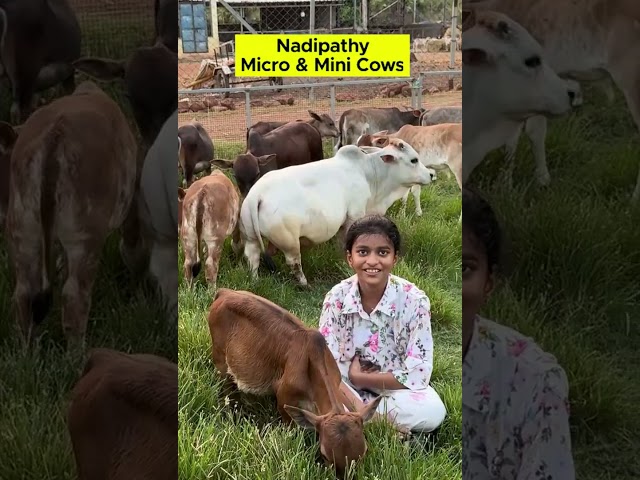 Short creatures #free #cost #india #love #reels #cow #cute #animals #tiktok # #farming #smallcow #fu