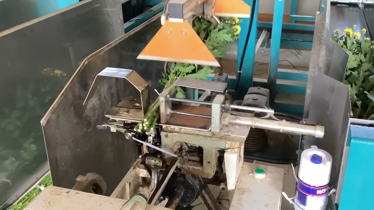 maxresdefault.jpg?sqp=-