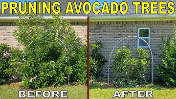 PRUNING AVOCADO TREES To Keep Them Small: BEFORE and AFTER!