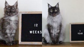 Maine Coon Lobo Growing Up to 1 Year