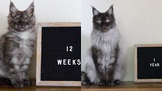 Maine Coon Lobo Growing Up to a Year #MaineCoon #MaineCoonKitten