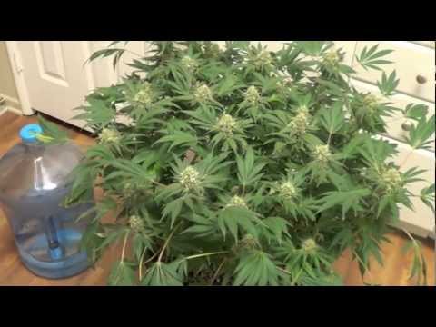 Cannabis “Grow for Broke” Week 7 of flower Cannabis “Grow for Broke” Week 7 of flower
