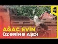 Gəncədə dağıdıcı külək ağacı evin üzərinə aşırdı