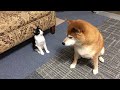 柴犬に飛びかかろうとしたら振り向かれてしれっとするけど最後はちゃんと飛びかかってみる猫