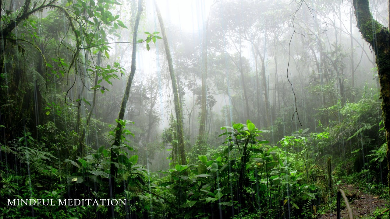 Watch Calming Forest Rain Sound For Deep Sleep | Study, Meditation, White Noise ||MINDFUL MEDITATION|| on YouTube Watch Calming Forest Rain Sound For Deep Sleep | Study, Meditation, White Noise ||MINDFUL MEDITATION|| on YouTube