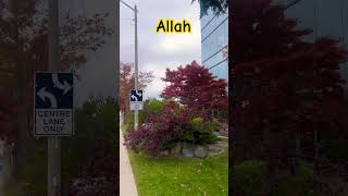 Surah Ankabut #viral #surahankabut #shortsfeed #shorts #trending #viralquranshorts