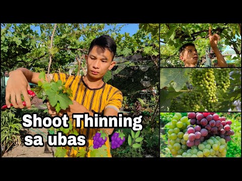 Video: Red Globe grapes at ang kanilang summer pruning