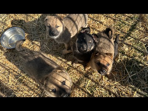 Щенка Эльзу забрали в добрые руки/Пристройство бездомных животных