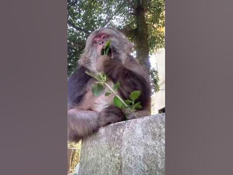 грустная обезьяна #sad #monkey #meme #обезьяна #грусть - YouTube