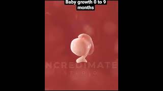 Baby Growth From 0 To 9 Months Pregnant Women Child Born Baby