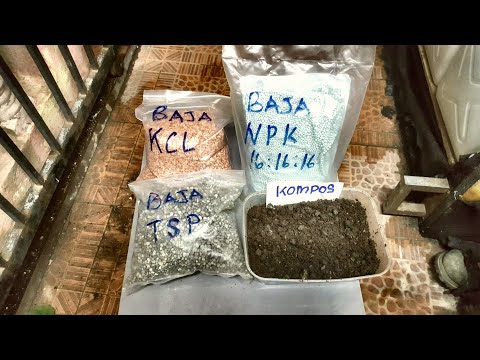 Video: Memberi Makan Pokok Jambu Batu - Bagaimana Dan Bila Menyuburkan Pokok Jambu Batu
