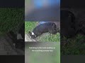 Boston Terrier Puppy Dog Playing In The Dirt