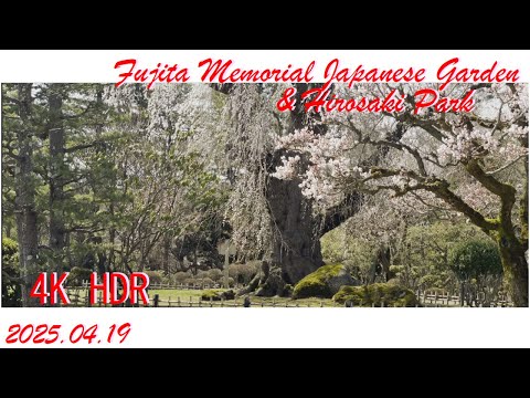 青森県弘前市 2025/04/19 藤田記念庭園と弘前公園のさくら情報 4K HDR10bit 2160p24