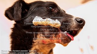 Щенку прострелили челюсть Приют Дари добро #собаки #спасениеживотных animal shelter asking for help Щенку прострелили челюсть Приют Дари добро #собаки #спасениеживотных animal shelter asking for help