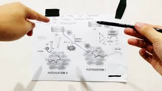 Anabolism: Light Dependent (Light Reaction) - Photosynthesis