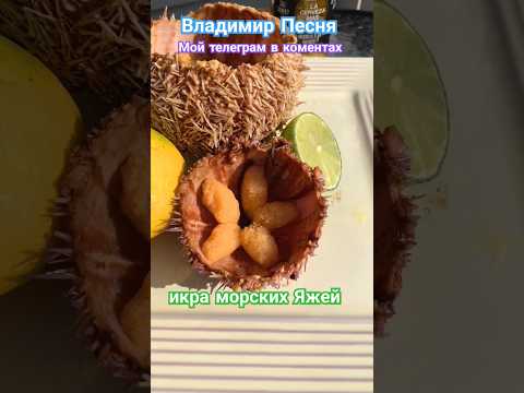 Владимир Песня/ Люблю Тебя #shortvideo #short #shorts