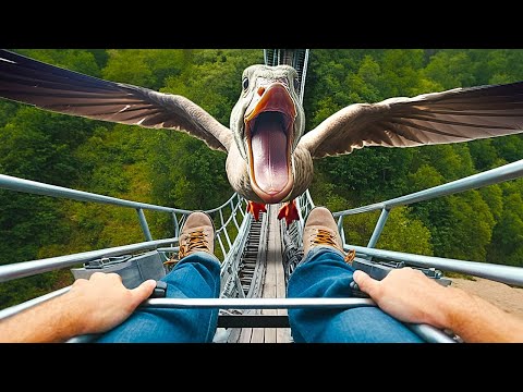 Yes, You Can Hit by a Bird While on Roller Coaster