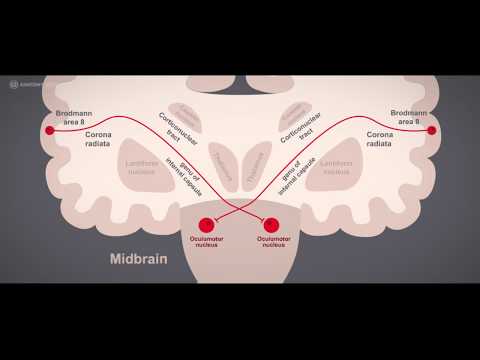 Cranial nerves, CN III Oculomotor nerve tutorial | Learn anatomy
