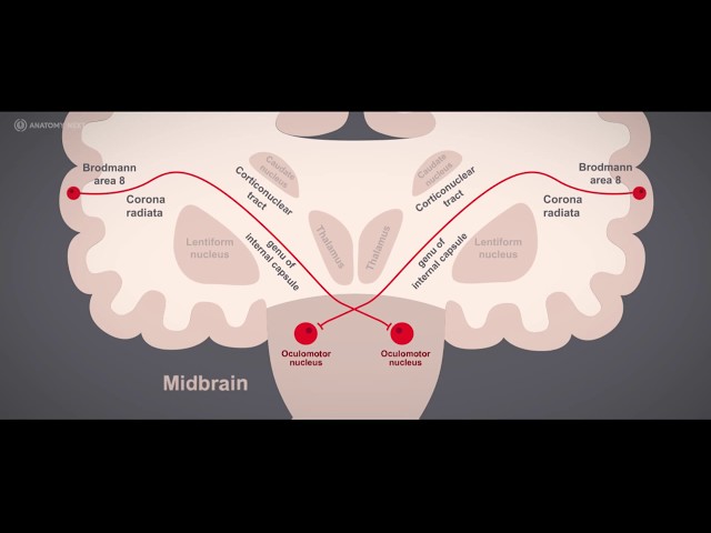 Cranial nerves, CN III Oculomotor nerve tutorial | Learn anatomy