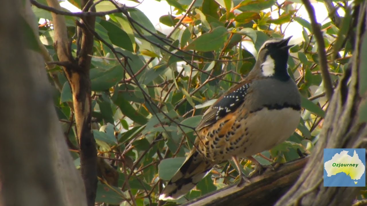 Spotted Quail-thrush, Wonnangatta  valley,