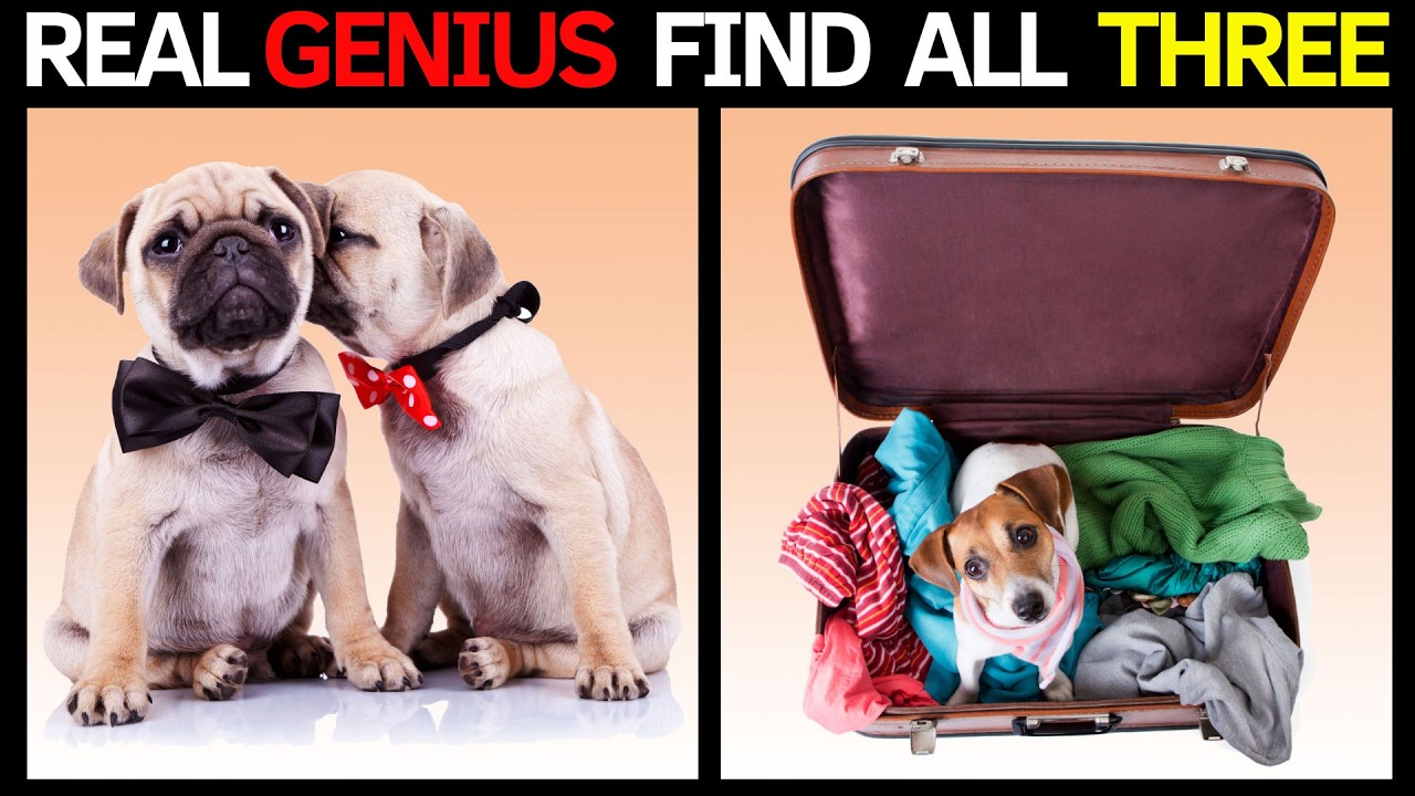 【Spot the Difference】🐩🌟 99% Didn’t Find 3 Cute Dog Diffs #8