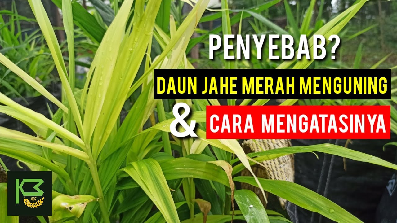 CARA MENGATASI DAUN JAHE YANG MENGUNING Di MUSIM HUJAN