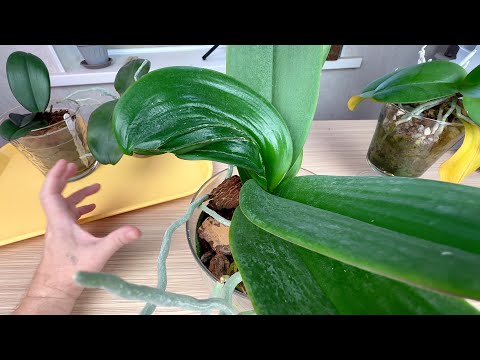 Видео: орхидейные НЕПРИЯТНОСТИ года // уродливые листья орхидей МУТАЦИЯ или ВРЕДИТЕЛИ