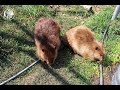 Beaver finds a Buddy