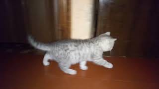 Котята 2 мес Жеш Фаня СЕМЬЯ! Котята 2 мес Жеш Фаня СЕМЬЯ!
