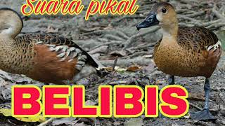 Suara pikat burung Belibis rawa