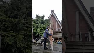 Gentle Giant Akita Inu 9 months by Marc Druten 48 views 2 months ago 1 minute, 6 seconds