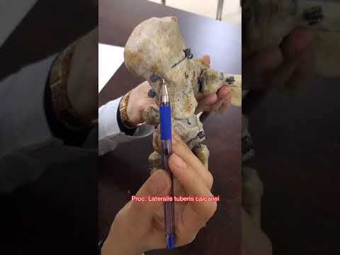 talus, calcaneus ve diğer ayak kemikleri anatomisi